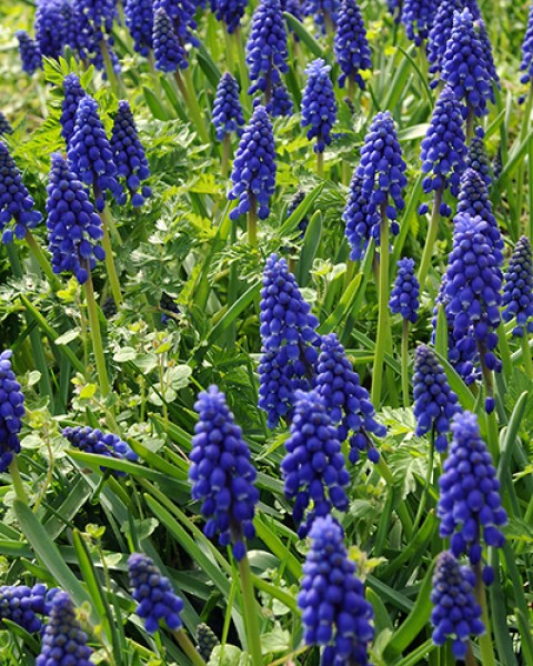 Muscari armeniacum.jpg